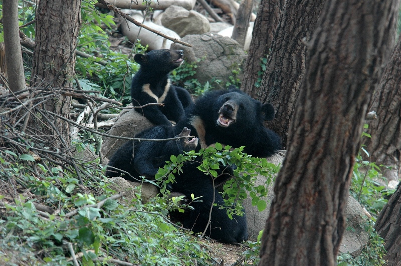 Asiatic black bear ©KNPS